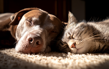 Planning Ahead: Understanding Your Options for Pet Afterlife Care