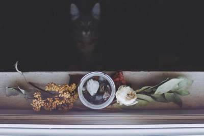 What To Do With a Deceased Pet’s Belongings?