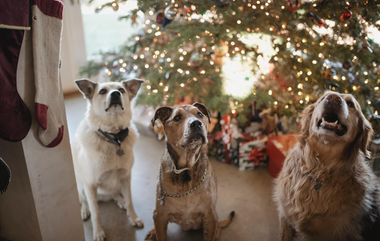 Holiday Grief: 5 Steps for Coping with the Sudden Loss of a Pet
