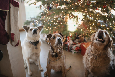 Holiday Grief: 5 Steps for Getting Through the Loss of a Pet