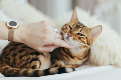 7 Special Ways To Remember Your Pet