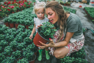 Are Cremation Ashes Good for Plants?
