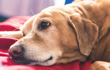 Understanding In-Home Euthanasia Services: A Guide for Pet Parents By Matthew Cecil, Founder, Roughdaypets.com