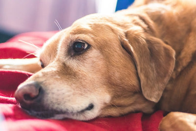 Understanding In-Home Euthanasia Services: A Guide for Pet Parents By Matthew Cecil, Founder, Roughdaypets.com