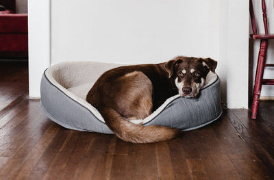 Why Losing Your Dog Is So Painful