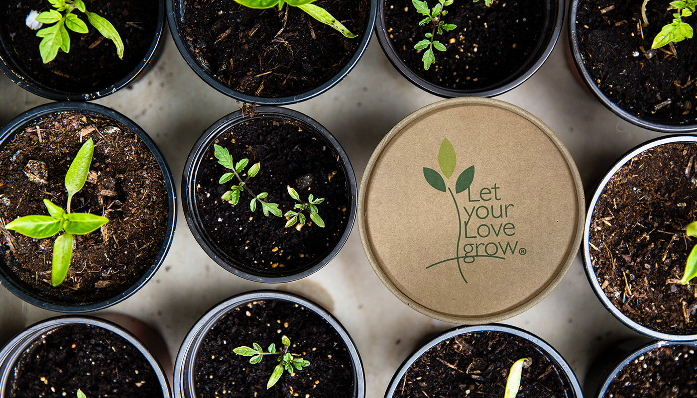 Let Your Love Grow kit among numerous small potted plants.